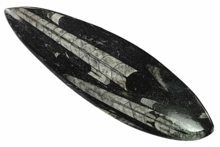 Polished Fossil Orthoceras (Cephalopod) - Morocco #138255